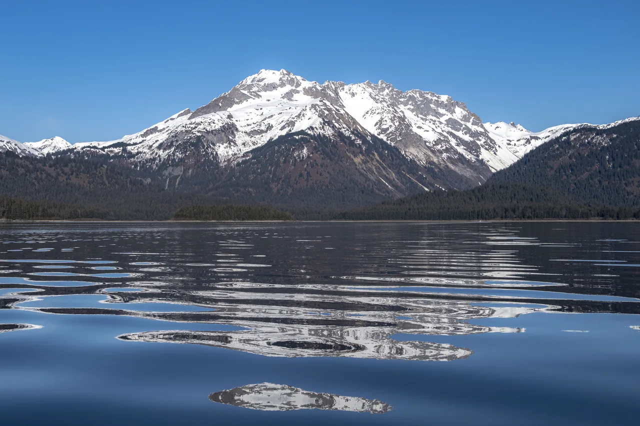 Snow-covered mountains and forest reflected in calm water near Sandy Cove in Glacier Bay, Alaska